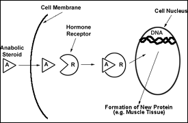 How a Steroid Works